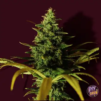 Cindy Rose Feminized Seeds...