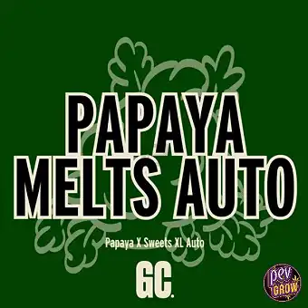 Sementes Papaya Melts Auto...