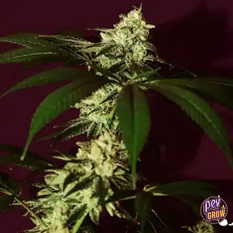 Kosher Kush BX feminisierte...