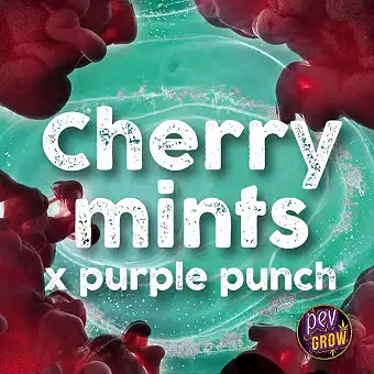Cherry Mints feminiserte...