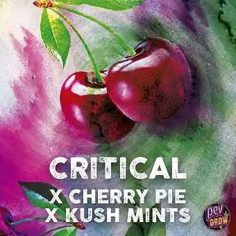 Critical Cherry...