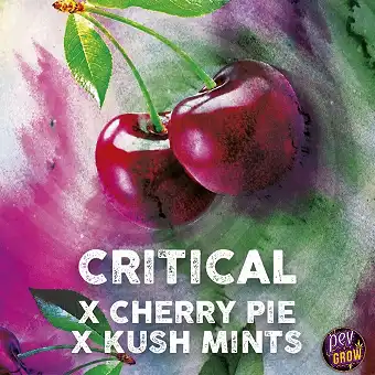Critical Mints feminisierte...