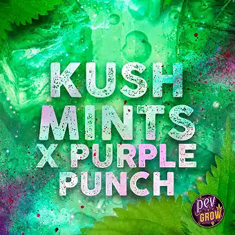 Kush Mints x Purple Punch...