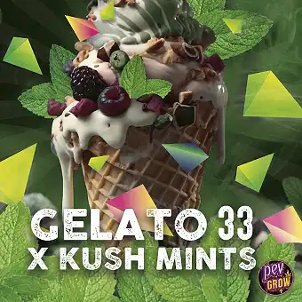 Llavors Feminines Gelato...