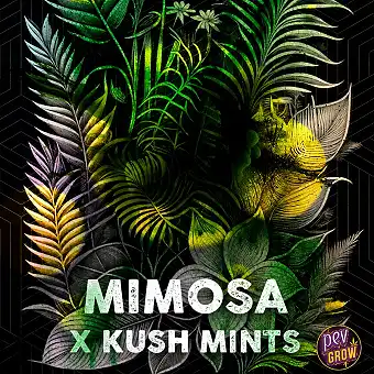 Mimosa Mints feminisierte...