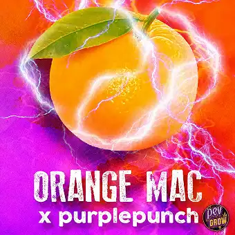 Orange MAC feminiserte frø...