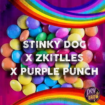 Semințe Feminizate Stinky...