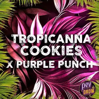Tropicanna Cookies...