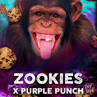 Llavors feminizades Zookies...