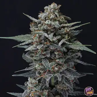 Auto Alien Snack de Pure...