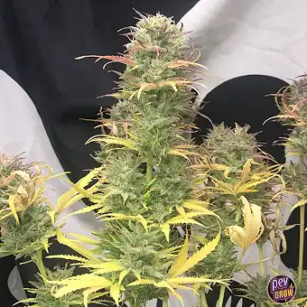 Auto Girl Scout Kush – Pure...