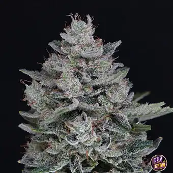 Semi Auto MAC2 – Pure...