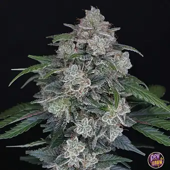 Auto MAK OG – Pure Instinto...