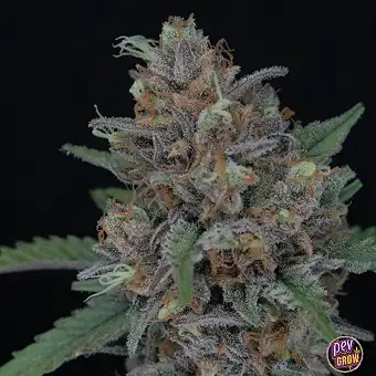 Purple Punch feminizētas...