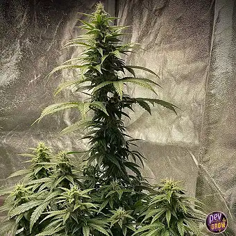Semi di Strawberry...