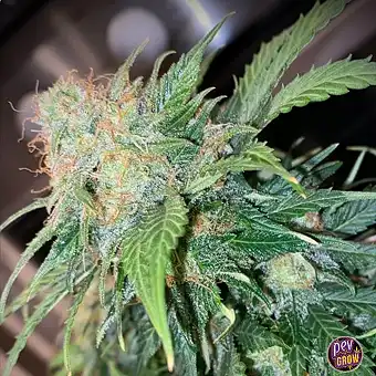 Sementes Mandarine Cream...