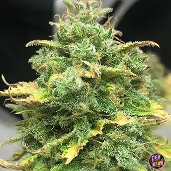 Semi di Mimosa Cake Auto –...