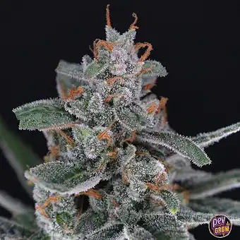 Auto Tri-Whip Kush – Pure...