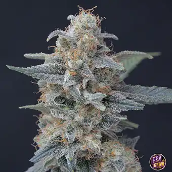Honeyed Cream Dream...