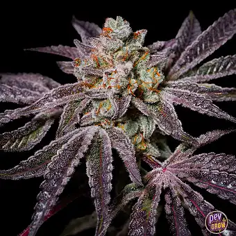 Semillas Insanity OG...