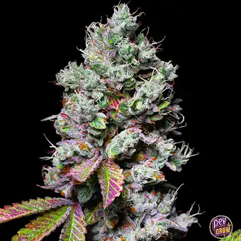 Mochi Feminizada – Pure...