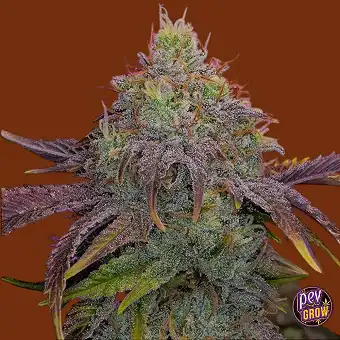 Watermelon Zkittles Zaden –...