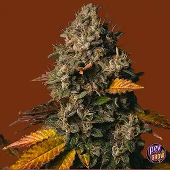 Semi Femminizzati Spooky OG...