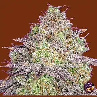 Semi di Shiskaberry...