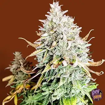 Grateful End OG Semena –...