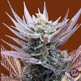 Llavors de Cherry Cookies –...
