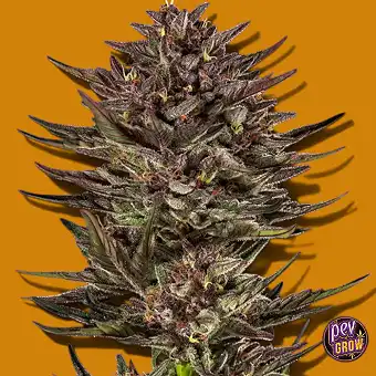 Sementes Auto Frosted Zinn...