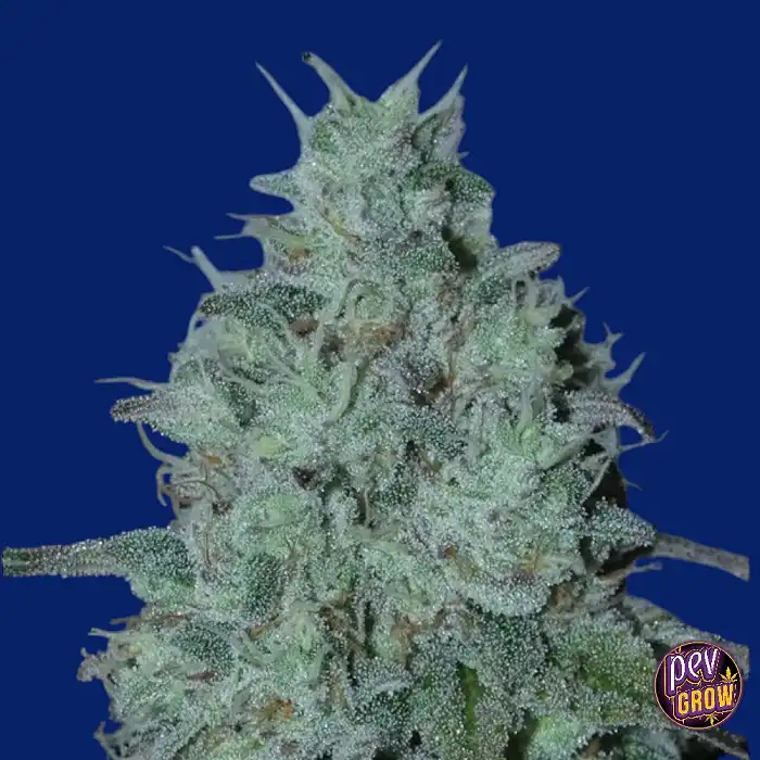 Semillas Fritter Burger - Bask Triangle Farms | Pevgrow