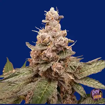 Trop Cherry Hash Graines...