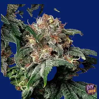 Semillas de Mendo Breath...