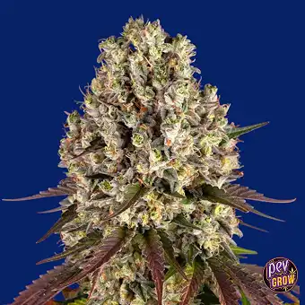 Σπόροι Sour Diesel Θηλυκοί...