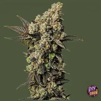Astro Lemonade F1 – Royal...