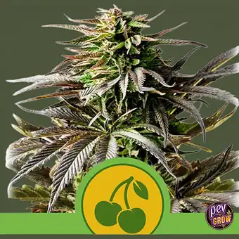 Auto Cherry Pie semena –...