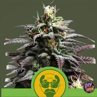 Llavors Auto Granddaddy...
