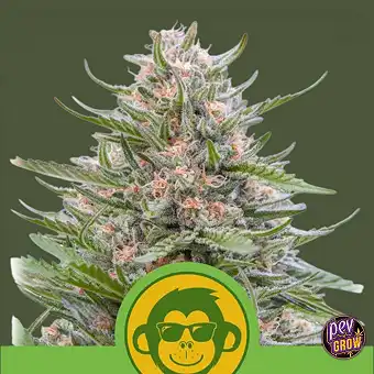 Auto Grape Ape-frø – Royal...