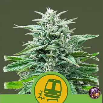 Auto Trainwreck Zaden –...