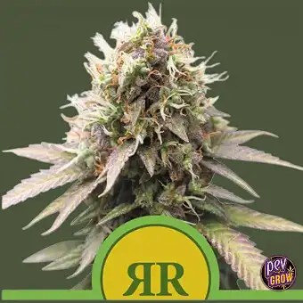 Auto Royal Runtz-frø –...