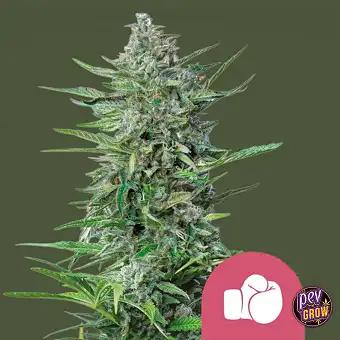 Semillas Feminizadas Purple...