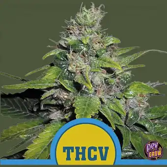 Royal THCV Feminiseeritud...