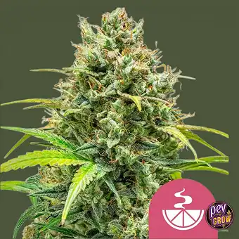 Llavors de Lemon Skunk –...