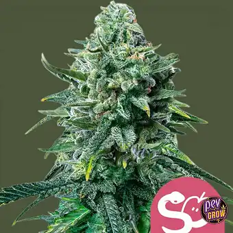 Semi di Forbidden Fruit –...