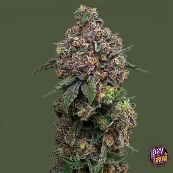 Graines Cosmic Cheddar F1 –...