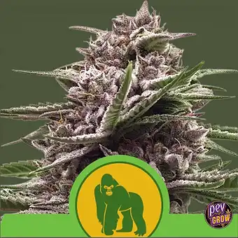 Семена Auto Royal Gorilla –...