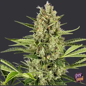 Semi Auto Jack Herer –...