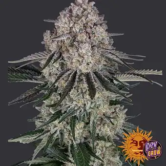 Насіння Auto Sour Diesel –...
