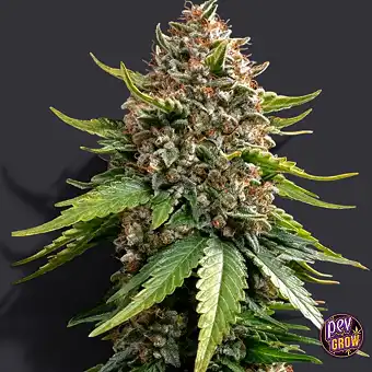Auto White Widow sēklas –...
